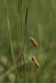 Attēlu rezultāti vaicājumam “Carex limosa”