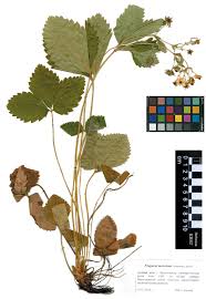 Attēlu rezultāti vaicājumam “Fragaria moschata”