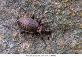 Attēlu rezultāti vaicājumam “Osmoderma barnabita imago”