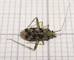 Attēlu rezultāti vaicājumam “Phytocoris tiliae imago”