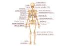 HUMAN BEING :: ANATOMY :: SKELETON :: POSTERIOR VIEW image ...