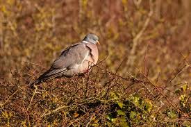 Attēlu rezultāti vaicājumam “Columba palumbus adult”