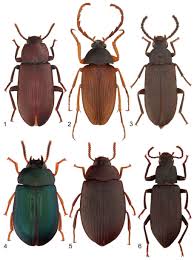 Attēlu rezultāti vaicājumam “Tenebrionidae”