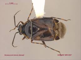 Attēlu rezultāti vaicājumam “Deraeocoris ruber imago”