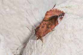 Attēlu rezultāti vaicājumam “Cosmia pyralina”