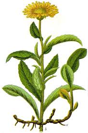 Image result for Inula hirta