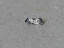 Attēlu rezultāti vaicājumam “Cochylis dubitana”