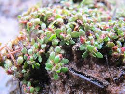 Attēlu rezultāti vaicājumam “Elatinaceae”
