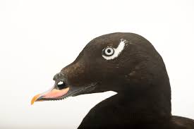 Attēlu rezultāti vaicājumam “Melanitta fusca male”