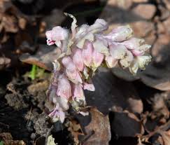 Attēlu rezultāti vaicājumam “Lathraea squamaria bud”