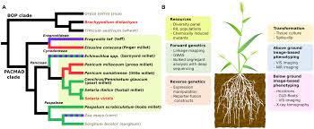 Attēlu rezultāti vaicājumam “Setaria viridis leaf”