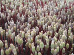 Attēlu rezultāti vaicājumam “Polytrichum juniperinum sporophyte”