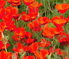 Attēlu rezultāti vaicājumam “Eschscholzia californica flower”