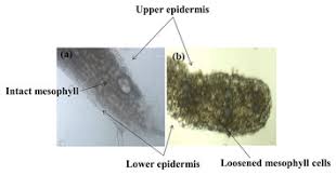 Attēlu rezultāti vaicājumam “Trichia botrytis var. cerifera spores”