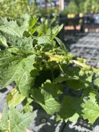 Attēlu rezultāti vaicājumam “Chenopodium acerifolium”