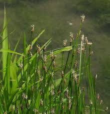 Attēlu rezultāti vaicājumam “Eleocharis palustris”