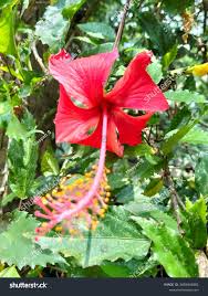 Attēlu rezultāti vaicājumam “Malvaceae”