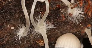 Attēlu rezultāti vaicājumam “Mycena abramsii”