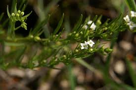 Attēlu rezultāti vaicājumam “Thesium alpinum flower”