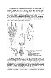 Attēlu rezultāti vaicājumam “Calliergon megalophyllum”