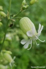 Attēlu rezultāti vaicājumam “Silene chlorantha”