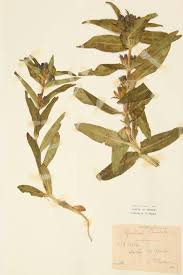 Attēlu rezultāti vaicājumam “Gentiana cruciata”