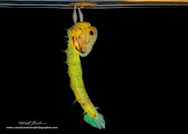 Attēlu rezultāti vaicājumam “Closterotomus biclavatus imago”