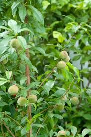 Attēlu rezultāti vaicājumam “Prunus armeniaca”