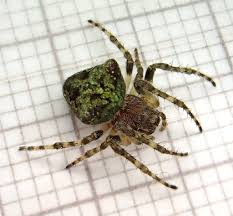 Attēlu rezultāti vaicājumam “Gibbaranea gibbosa”