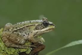 Attēlu rezultāti vaicājumam “Pelophylax juvenile”