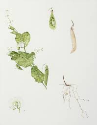 Attēlu rezultāti vaicājumam “Pisum sativum”