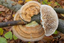 Attēlu rezultāti vaicājumam “Lenzites betulina”