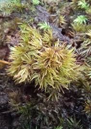 Attēlu rezultāti vaicājumam “Leucobryum glaucum”