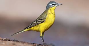 Attēlu rezultāti vaicājumam “Motacilla flava flava adult”