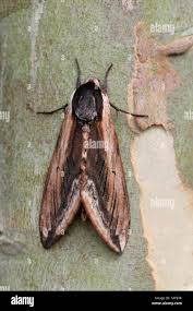 Attēlu rezultāti vaicājumam “Sphinx ligustri”