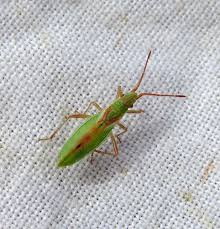 Attēlu rezultāti vaicājumam “Myrmus miriformis”