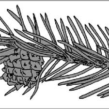 Attēlu rezultāti vaicājumam “Schizolachnus pineti”