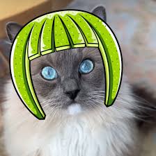Image result for limecat