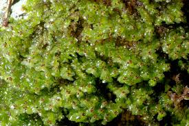 Attēlu rezultāti vaicājumam “Scapania nemorea”