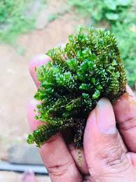 Attēlu rezultāti vaicājumam “Jungermannia subulata”