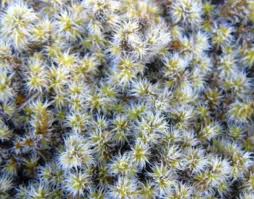 Attēlu rezultāti vaicājumam “Racomitrium canescens sporophyte”