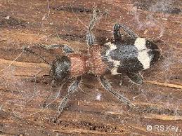 Attēlu rezultāti vaicājumam “Thanasimus formicarius”