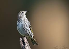 Attēlu rezultāti vaicājumam “Carduelis carduelis adult”