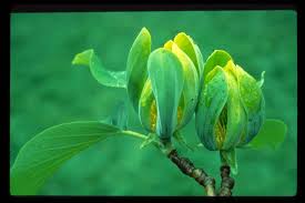 Attēlu rezultāti vaicājumam “Magnolia acuminata fruit”