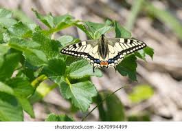 Attēlu rezultāti vaicājumam “Papilio machaon”