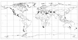 Attēlu rezultāti vaicājumam “Aloina rigida sporophyte”