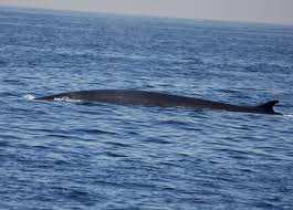 Image result for Balaenoptera physalus