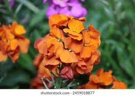 Attēlu rezultāti vaicājumam “Erysimum hieracifolium fruit”