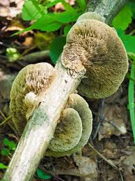 Attēlu rezultāti vaicājumam “Daedalea quercina”