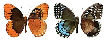 Attēlu rezultāti vaicājumam “Carterocephalus silvicolus female”